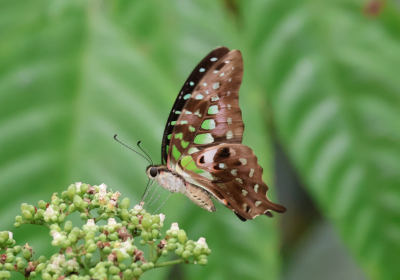 Tailed Jay