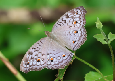 Grey Pansy