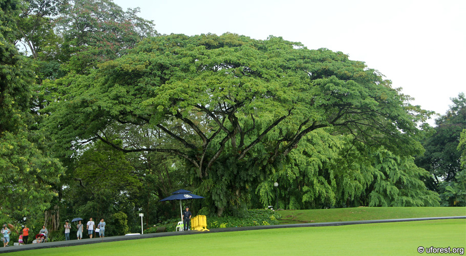 Rain Tree - Albizia saman