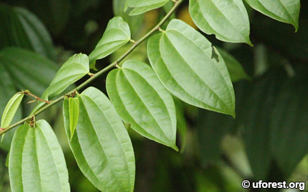 Kock's Bauhinia - Bauhinia kockiana