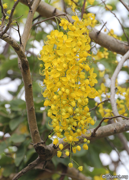 Golden Shower - Cassia fistula