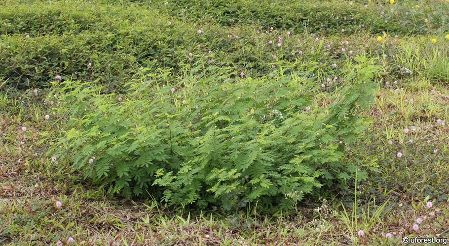 Slender Mimosa - Desmanthus virgatus