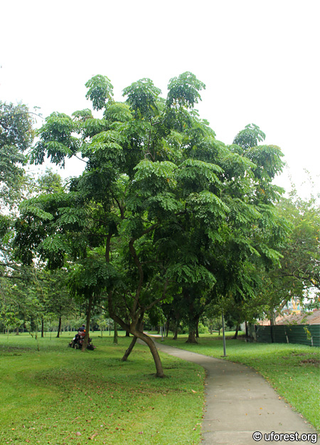 Ordeal Tree - Erythrophleum suaveolens