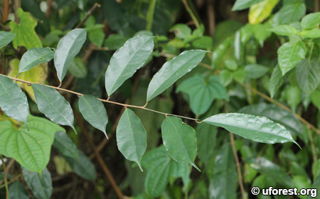 Sandy-Leafed Fig - Ficus heteropleura