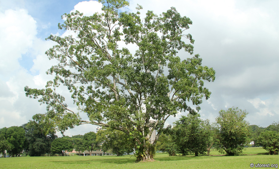 Bodhi Tree Ficus Religiosa