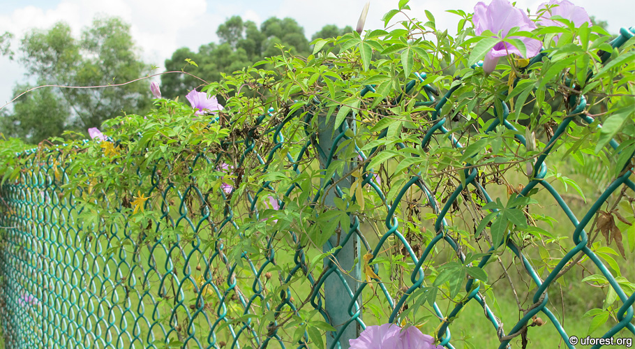 Ipomoea cairica - Railway Creeper