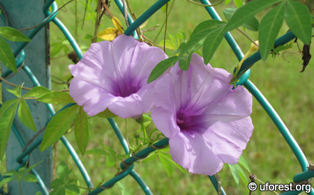 Ipomoea cairica - Railway Creeper