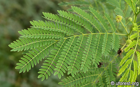 leucaena leucocephala compound