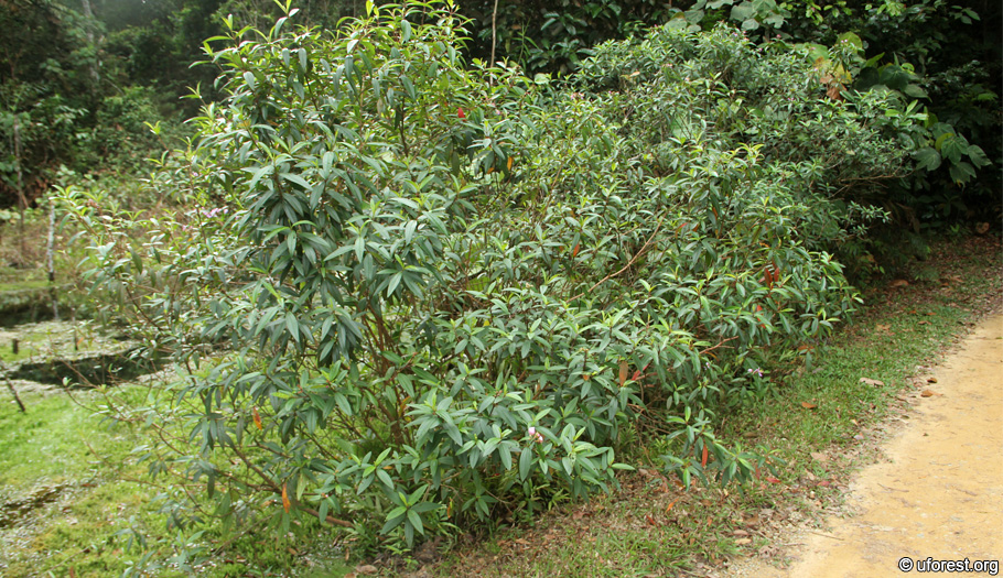 Singapore Rhododendron - Melastoma malabathricum