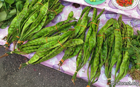 A Straightforward Guide to Bean Counting, Parkia speciosa (Petai), 2020