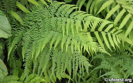 Silverback Fern - Pityrogramma calomelanos