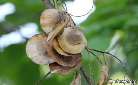 Angsana - Pterocarpus indicus