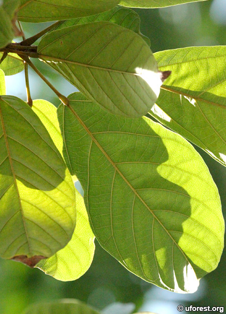 Common Sterculia - Sterculia parviflora