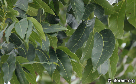 Broad Leaf Mahogany, False Mahogany (Swietenia Macrophylla King) Seeds On  Tree. Stock Photo, Picture and Royalty Free Image. Image 56624519.