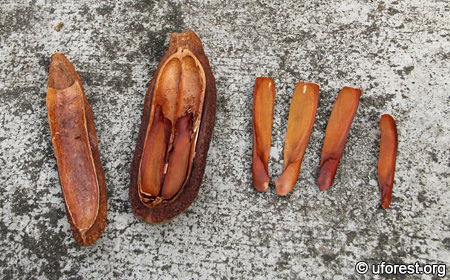 Broad Leaf Mahogany, False Mahogany (Swietenia Macrophylla King) Seeds On  Tree. Stock Photo, Picture and Royalty Free Image. Image 56624519.