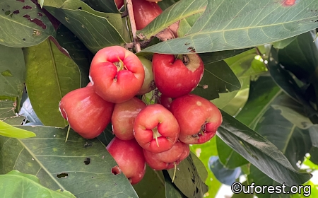 jambu fruit tree