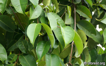 Sea Apple - Syzygium grande