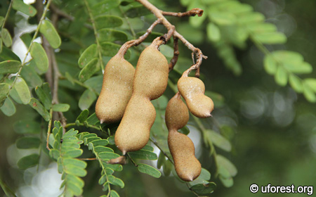 tamarindus indica pods