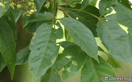 Malayan Teak - Vitex pinnata