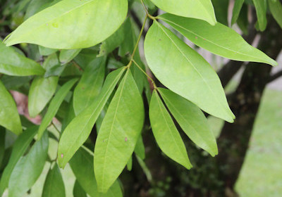 Nam Nam - Cynometra cauliflora