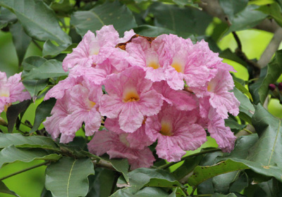 tabebuia rosea flower